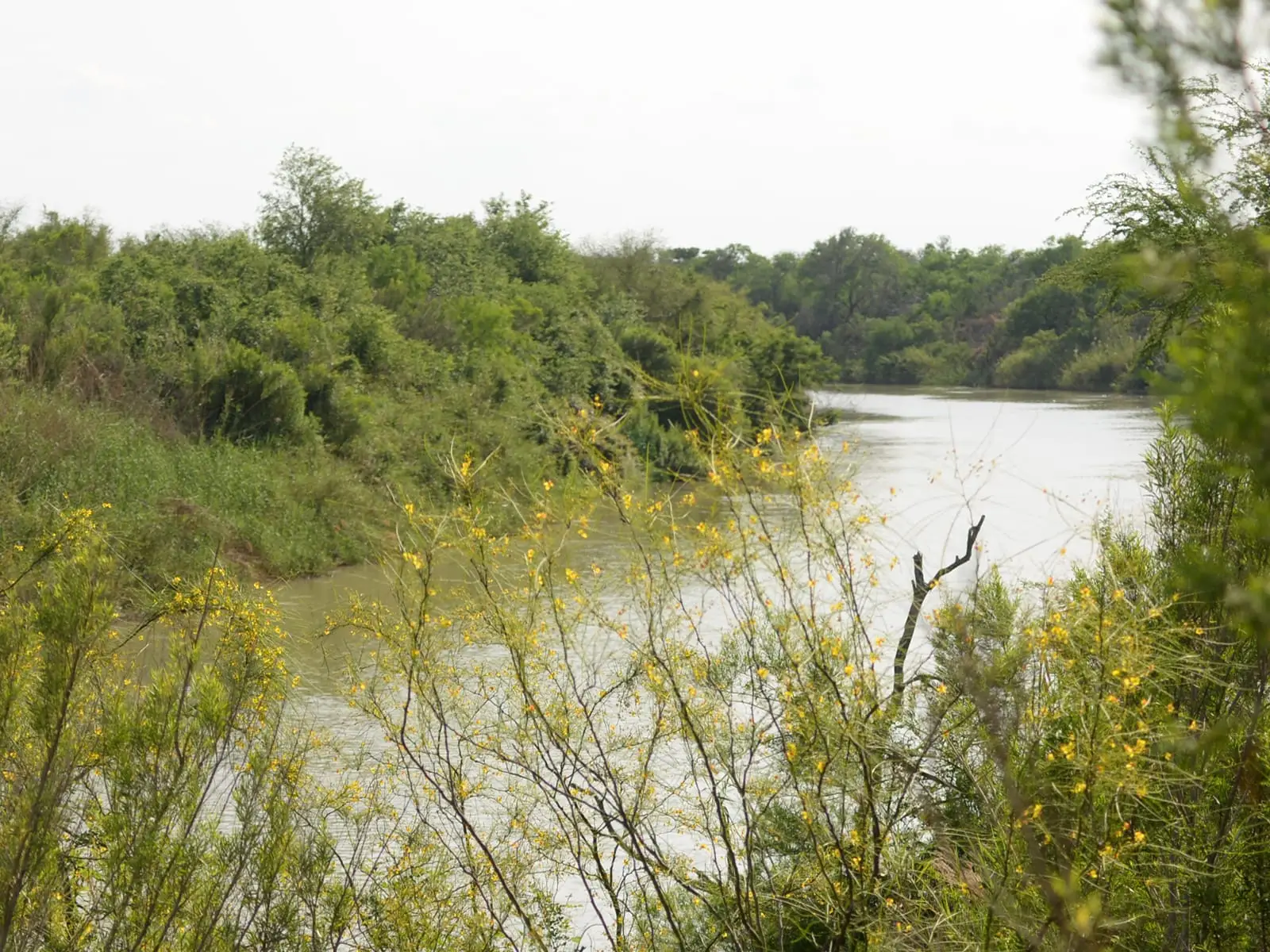A slow river channel running between dense brush on both banks